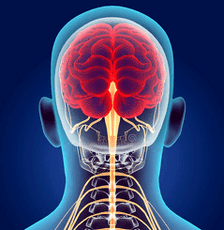 Αναπαράσταση των νευρικών καναλιών της αυχενικής μοίρας της σπονδυλικής στήλης