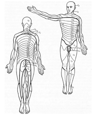 Πώς κατανέμεται η ευαισθησία;